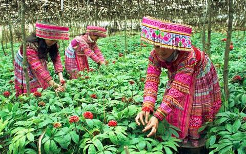 三七粉的功效與作用及食 三七粉的功效與作用及食